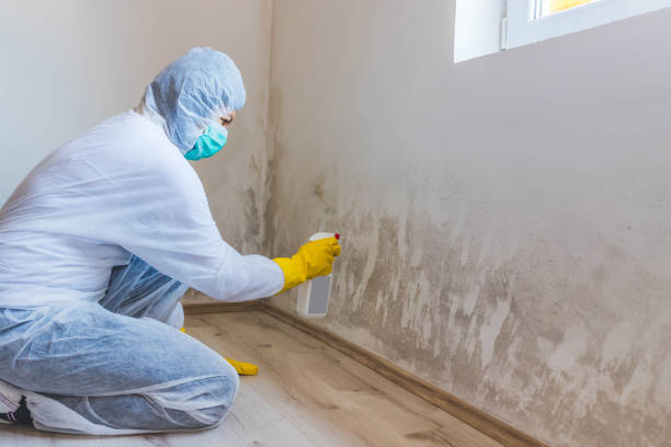 Licensed Mold Removal service in West Olive, MI - WQB Mold Removal