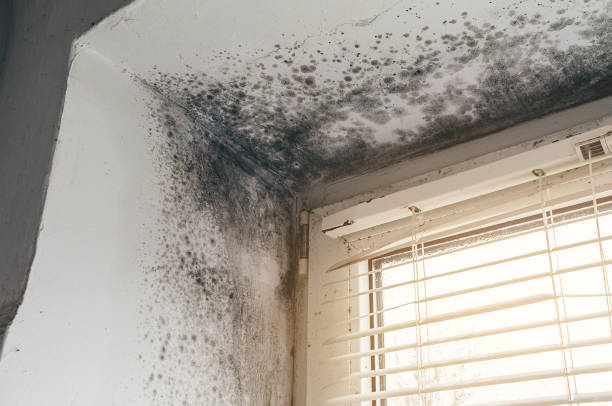 Affordable Mold Removal solutions in West Olive, MI